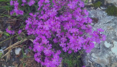 A la découverte des fleurs des Pyrénées